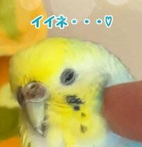 【「追いマッサージ」を依頼するインコ】気持ちよすぎるマッサージを督促するインコが癒しの塊