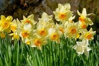 【植えっぱなしOK】春の庭がぐっと垢抜ける！おすすめ「球根植物＆名脇役な多年草」厳選5種