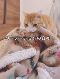 【毛布のドラフト会議】捨てる？捨てない？決断迫る飼い主に猫の出した答えが神すぎた…！