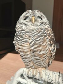 【日向ぼっこをするフクロウ】ほかほかで眠くなるフクロウさん…とろけた目が可愛いと話題に