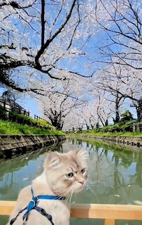 「可愛さが大爆発」満開の桜の中、花見舟を楽しむ猫ちゃんに「絵本の世界に迷い込んだみたい」の声