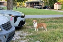 【動物レスキュー】人を怖がり逃げていた野良犬、人間の愛情に触れて心を開くまで