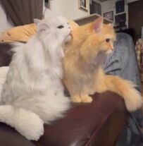 先輩猫が後輩猫を毛づくろいしたら「6秒で崩れた平和」に1万いいね