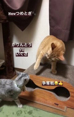 【猫は液体のはずじゃ？】どうしても「穴」に入りたい猫→頑張った結末に笑ってしまう