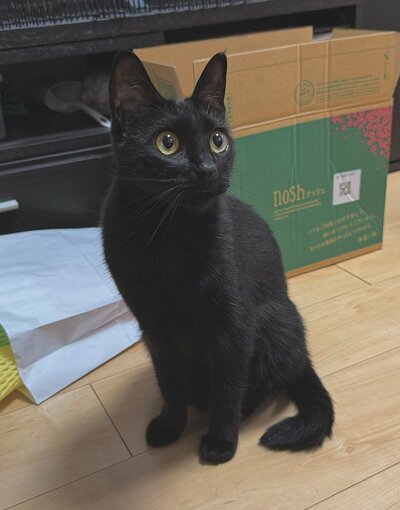 ツヤツヤの黒毛が美しいですね