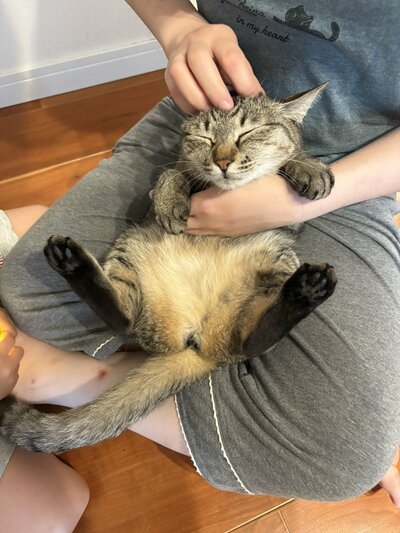妻のマッサージを受ける猫