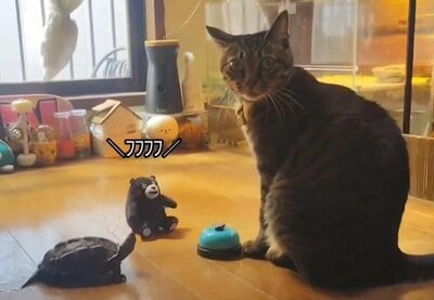 訳がわからず困惑気味の小雪ちゃんと軍曹くん