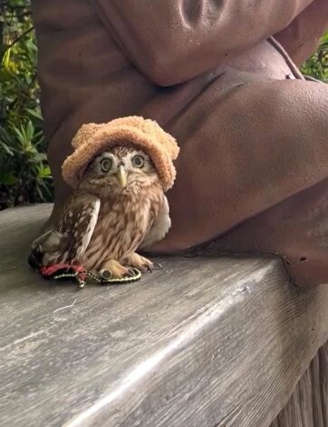 投稿動画のワンシーン