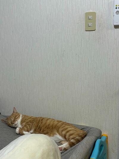 気持ちよさそうに眠る猫