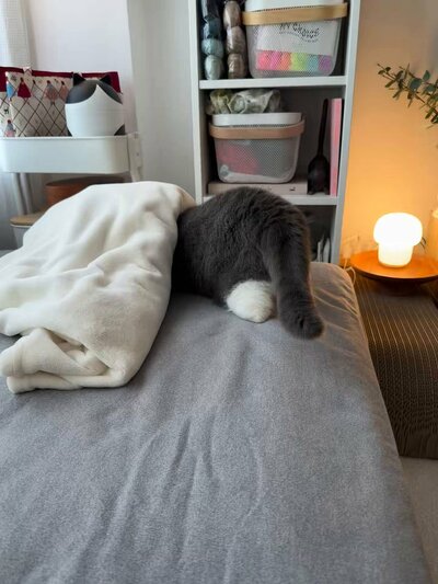 後ろ脚をアップで見せるおもちちゃん