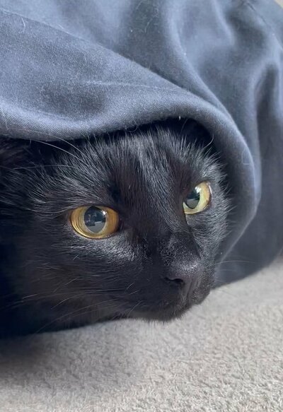 投稿動画のワンシーン