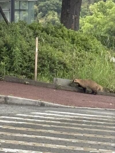 投稿の画像