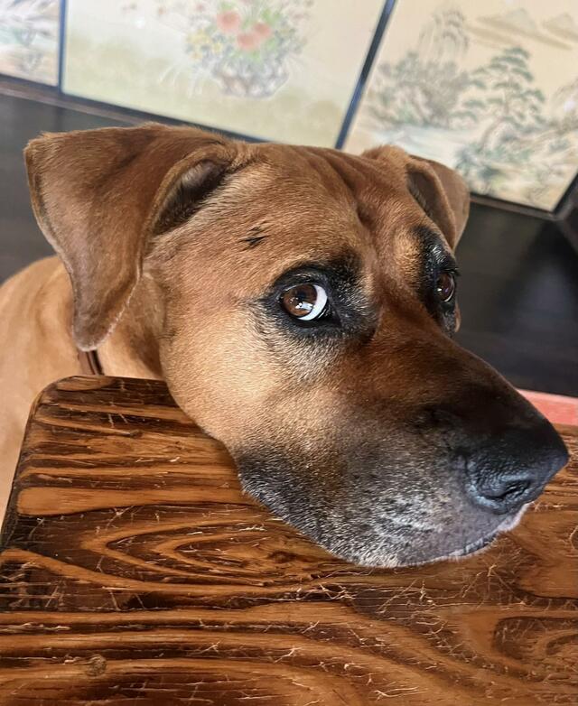 かわいくおねだりする土佐犬　「食べたでしょう？」と言われた直後の変わりように和む