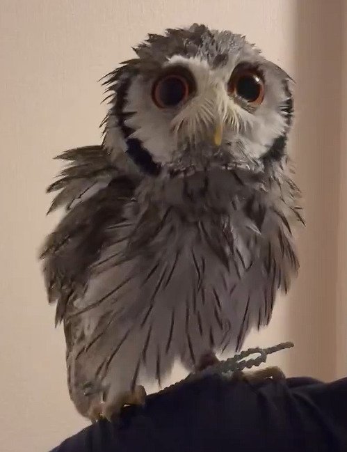 【湯上りみたいなフクロウ】いつもと違うレアなフクロウさんの姿が見られて、思わずラッキー！