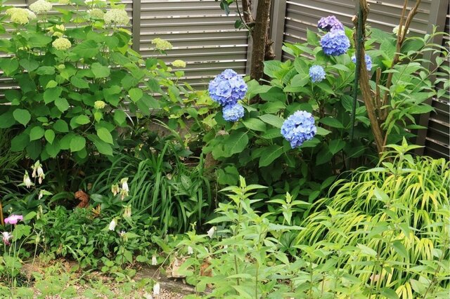 【半日陰の庭に植えてよかった】10年以上植えっぱなし！毎年美しい花が咲く「多年草・低木」6選