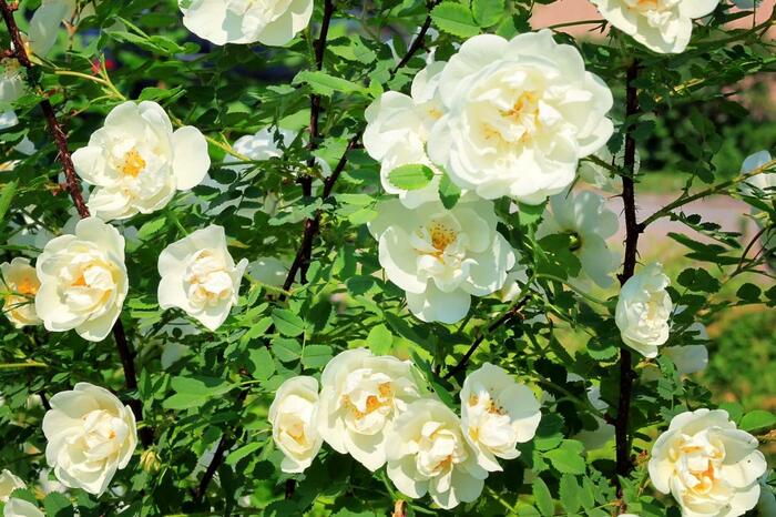 スノーグースの白バラが咲いている。色は黄色がかった白。