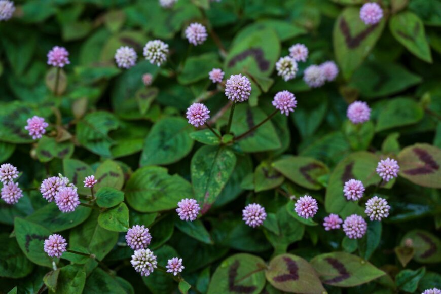 ヒメツルソバ　teddiviscious/shutterstock.com