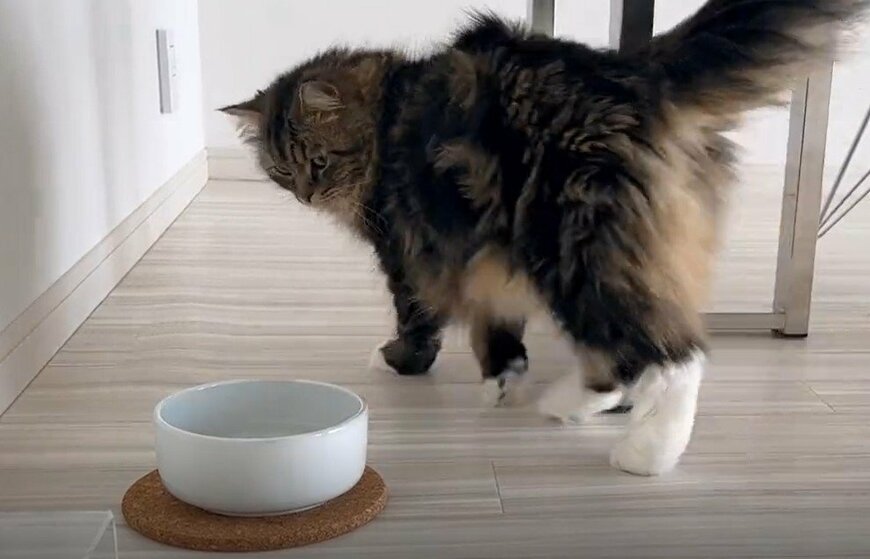 出所：@meltube_cat