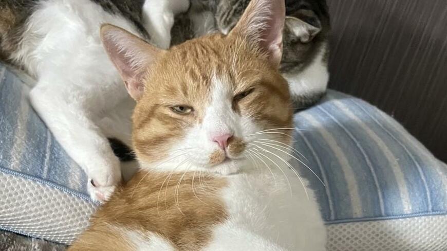 出所：@Neko2Obasan