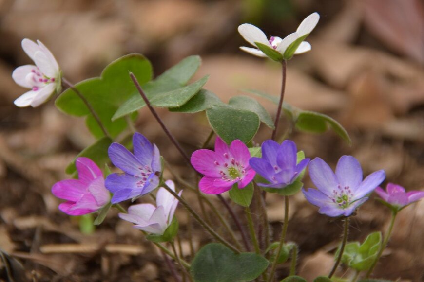 【春待ちガーデニング】日陰でも育てやすくてキュートな植物＜冬ガーデンの主役候補＞5選