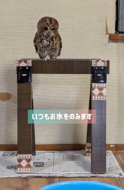 出所:@mori_luna_tawny_owl