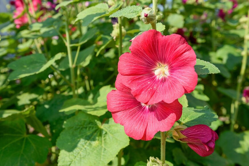 fotoilluvids/shutterstock.com