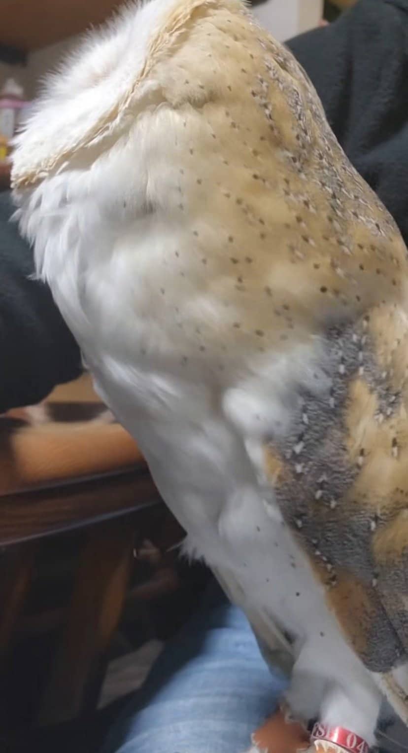 出所：@miki4wan108