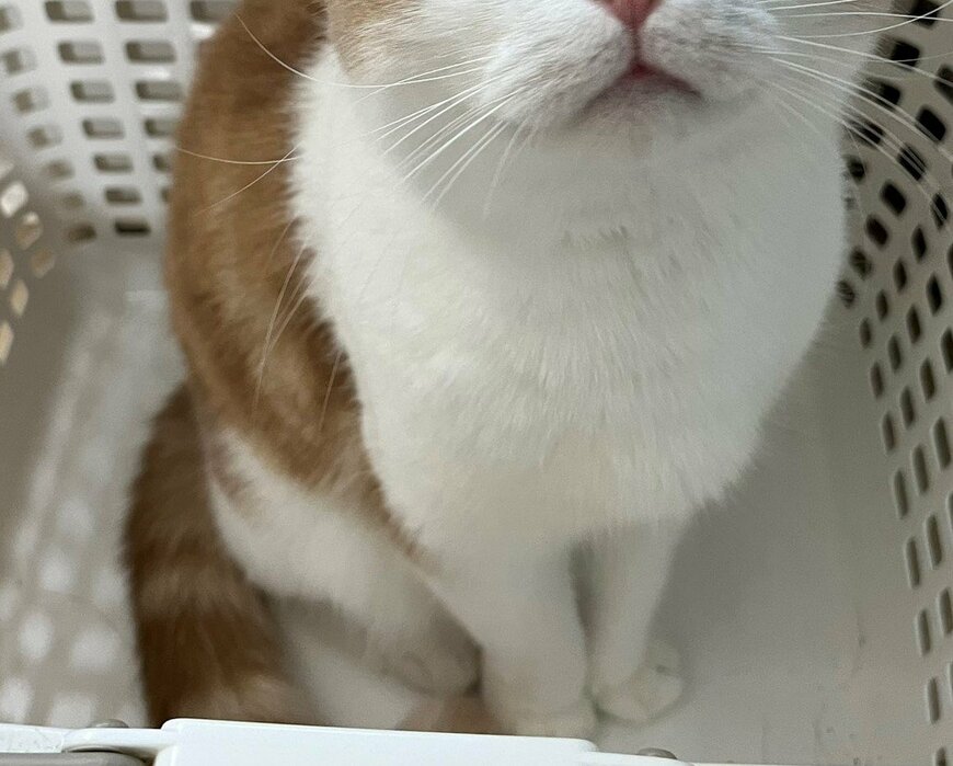 出所：@torotolo106106