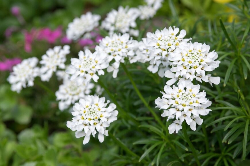 Iva Vagnerova/shutterstock.com