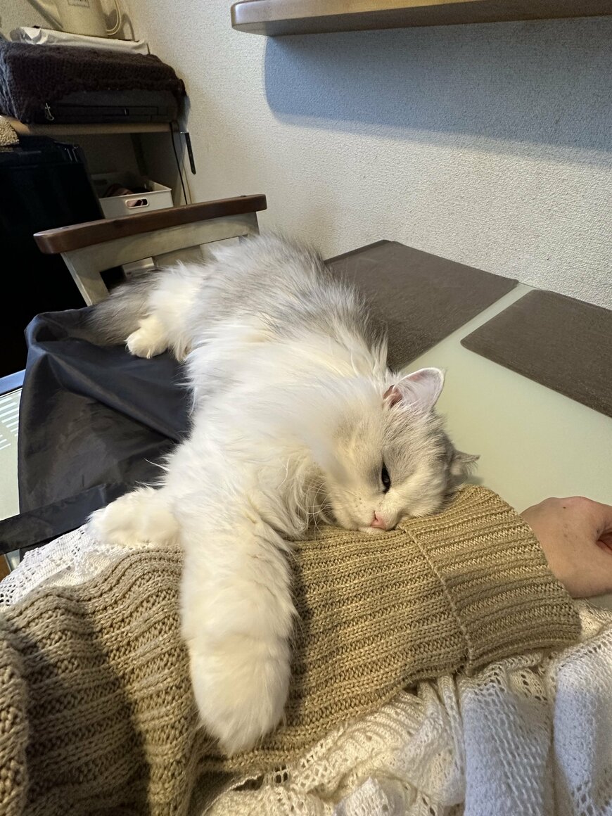 出所：@NEKOLAND13