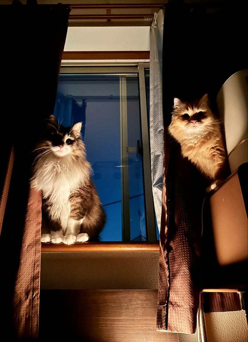 出所：@NEKOLAND13