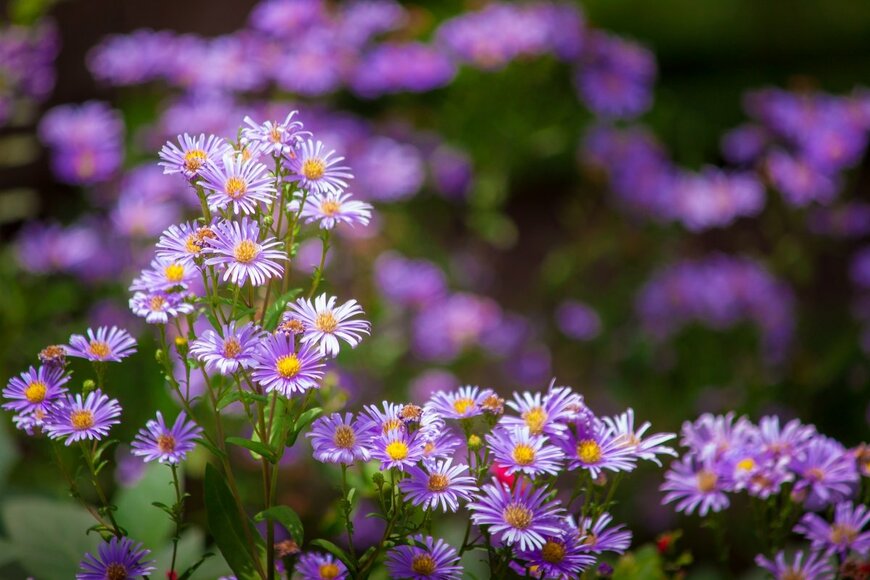 Deer worawut/shutterstock.com