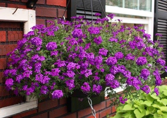 出所：サントリーフラワーズ　タピアン