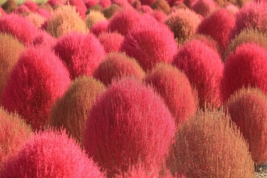 ccomzi/shutterstock.com