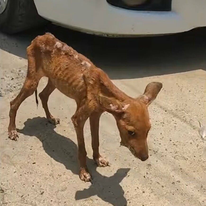  顎に重傷を負った保護犬。極度の衰弱状態から回復し、幸せをつかむ姿に感動が広がる