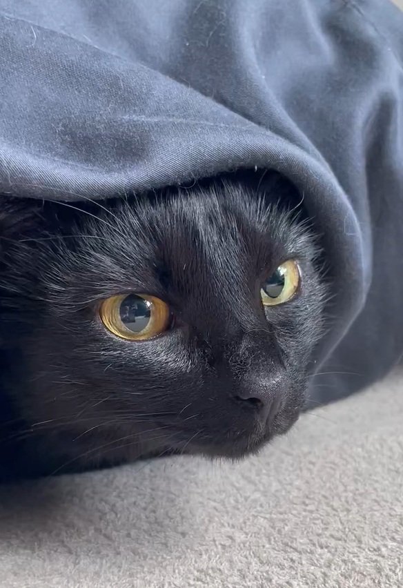 出所：＠Teagle_Noir