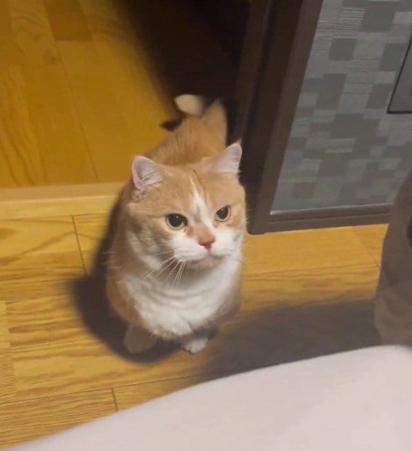 しっぽをフリフリして見上げていた猫→突然ジャンプ！からの行動が予測不能すぎる