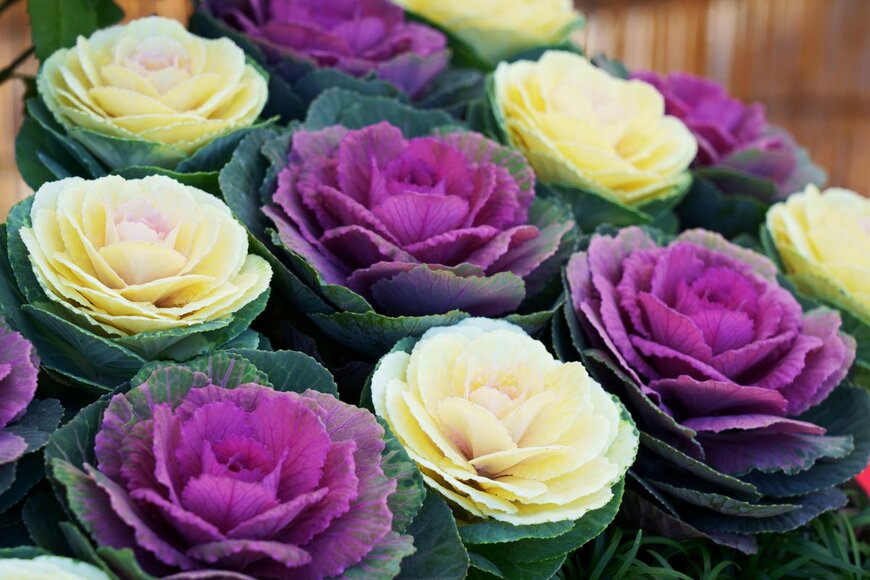 High Mountain/Shutterstock.com