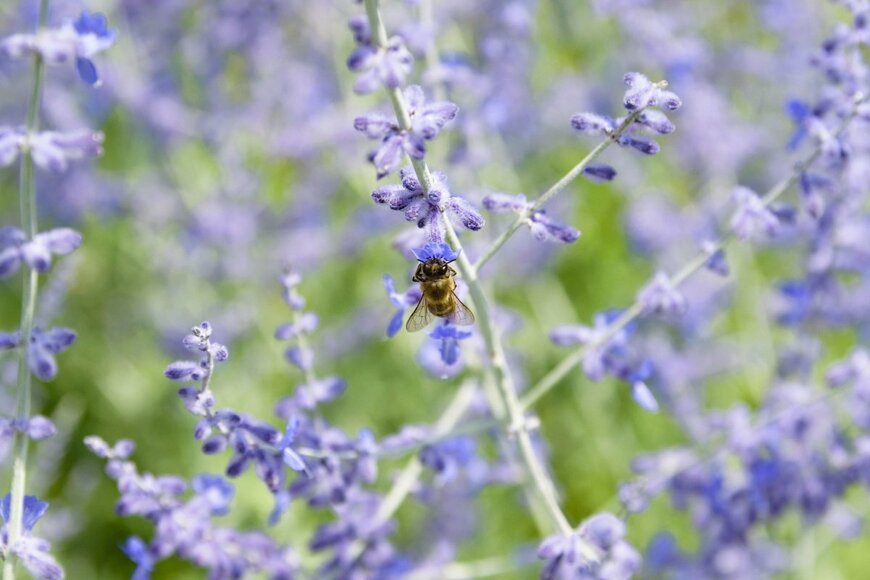 Runis/shutterstock.com