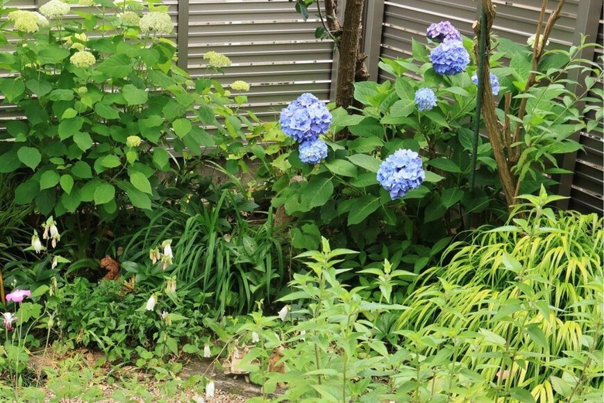 【半日陰の庭に植えてよかった】10年以上植えっぱなし！毎年美しい花が咲く「多年草・低木」6選