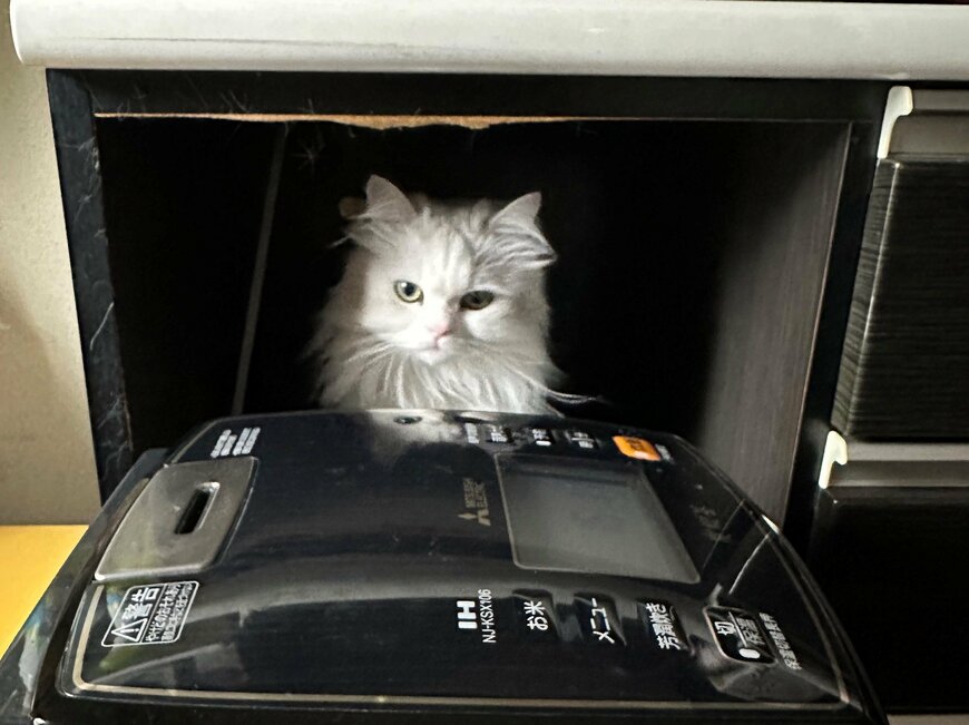 出所：@NEKOLAND13