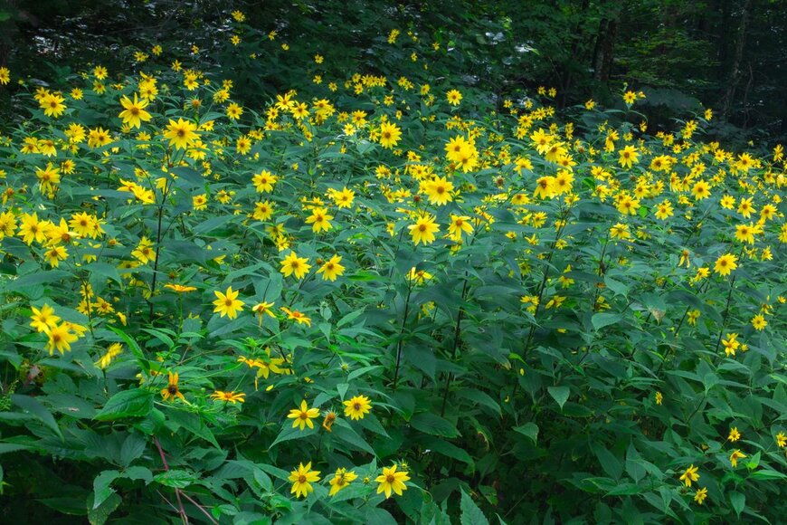 Jerry Whaley/Shutterstock.com