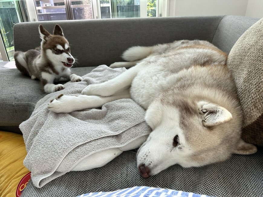 出所：@VivienneHusky