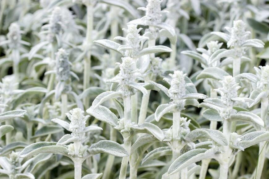 Agnes Kantaruk/shutterstock.com