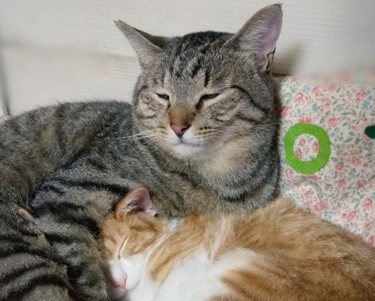 出所：@mero627puri914