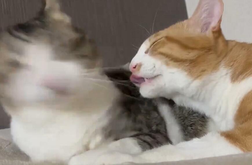 出所：@Neko2Obasan