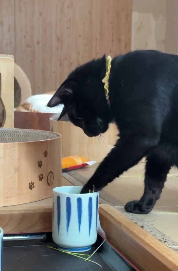 出所：@nyantamach222