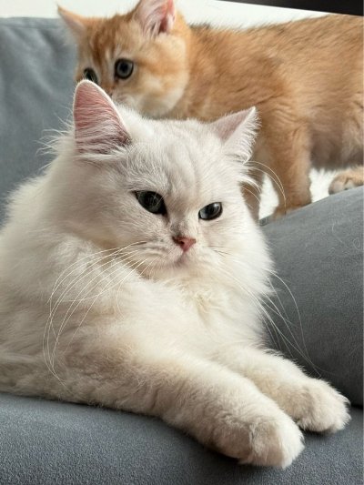 出所：@momosuikitty