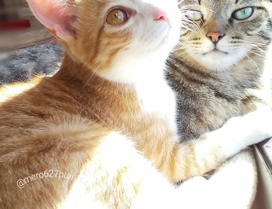 出所：@mero627puri914