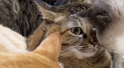 「喧嘩上等ニャ～！」顔と顔を突き合わせる猫ちゃんのプライドをかけた争いが手に汗握ります